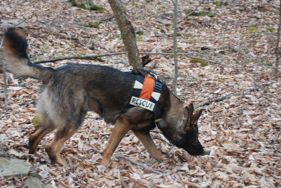 The Canine Co-pilot Pack | Elite Instinct K9 Training